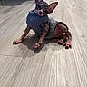 sphynx_cat, hairless_cat, cat, pet, indoor, floor, wooden_floor, gray_sweater, knitted_sweater, animal, curious, ears, wrinkled_skin, looking_at_camera, cute, small_pet, domestic_cat, feline, resting, cozy