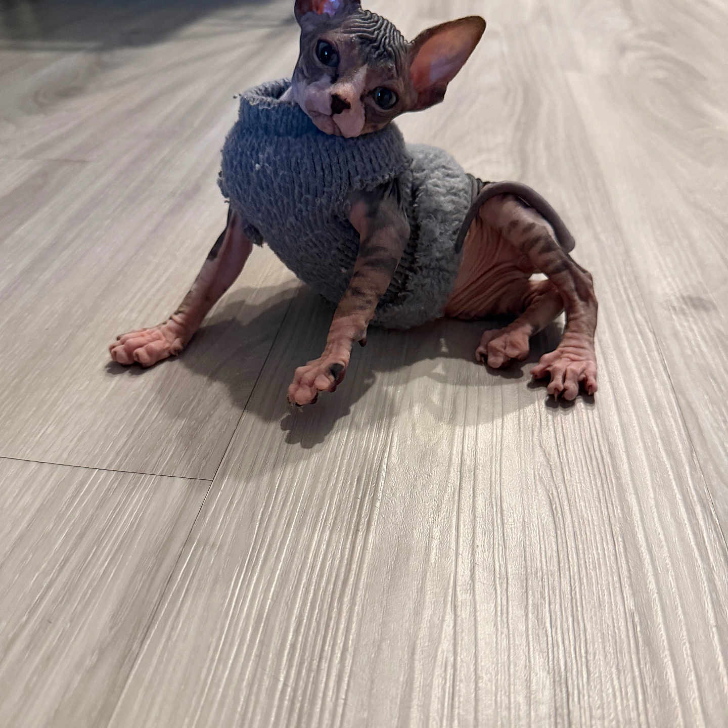 Mio joined the competition — help win amazing prizes! sphynx_cat, hairless_cat, cat, pet, indoor, floor, wooden_floor, gray_sweater, knitted_sweater, animal, curious, ears, wrinkled_skin, looking_at_camera, cute, small_pet, domestic_cat, feline, resting, cozy