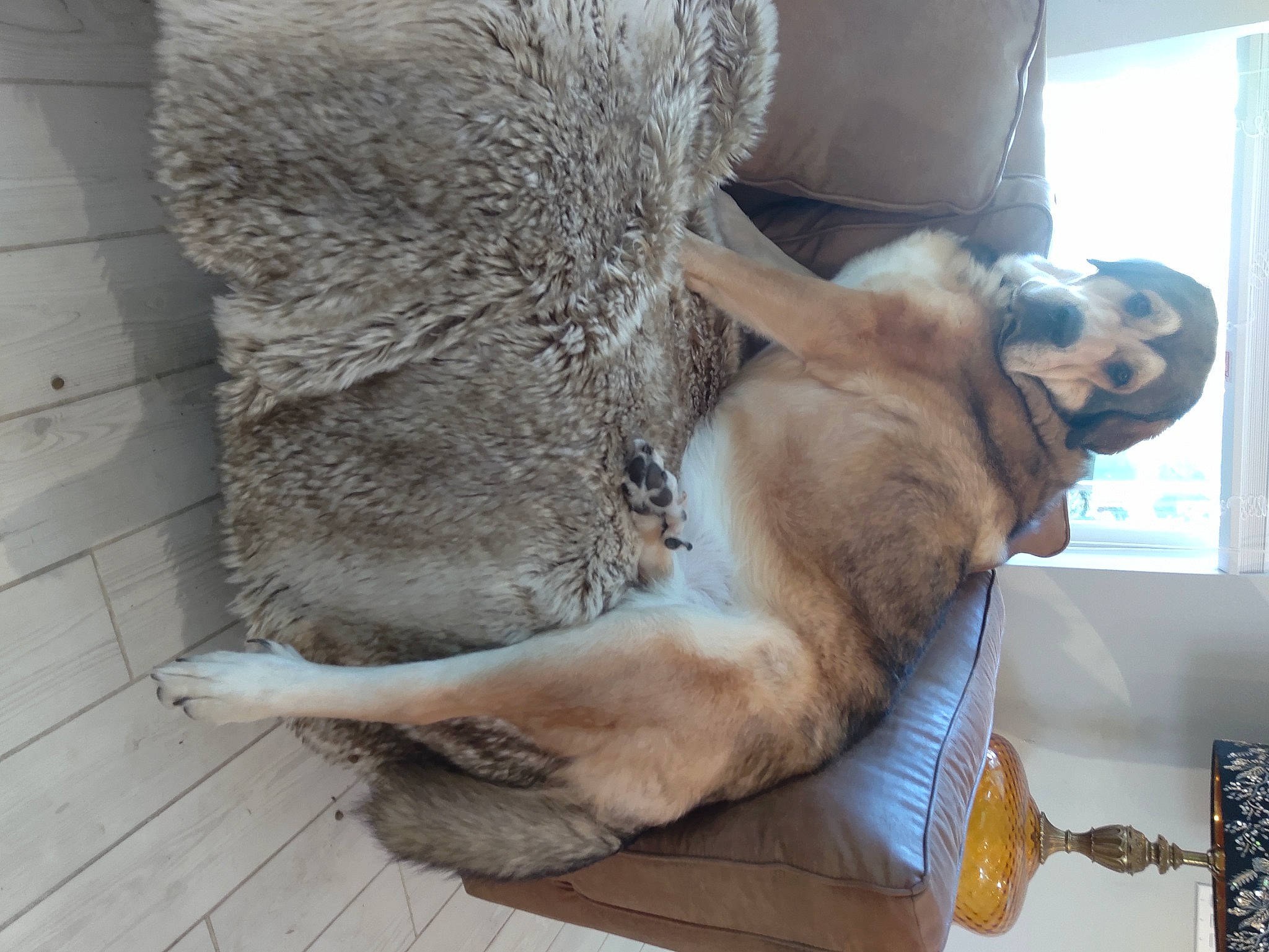 August joined the competition — help win amazing prizes! carnivore, claw, comfort, companion_dog, dog_breed, fawn, felidae, foot, fur, human_leg, liver, paw, small_to_medium_sized_cats, snout, tail, terrestrial_animal, trunk, whiskers, window, working_animal