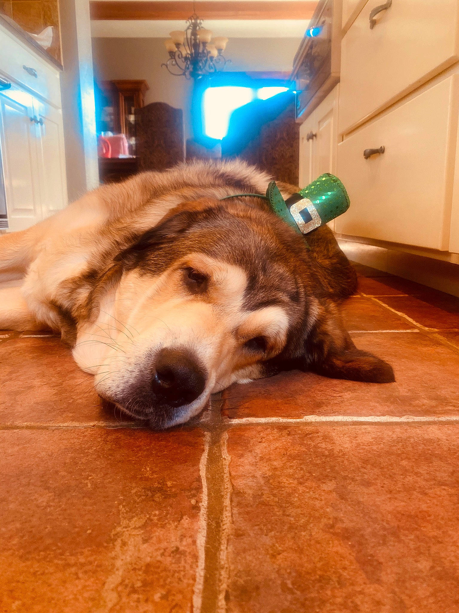 August is registered to the contest to win money with this photo: cabinetry, canidae, carnivore, companion_dog, dog, dog_breed, ear, fawn, floor, flooring, fur, hardwood, houseplant, natural_material, snout, sporting_group, terrestrial_animal, whiskers, wood, working_animal