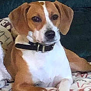 Bailey joined the competition — help win amazing prizes! dog, brown, white, collar, pet, animal, lying_down, blanket, resting, indoor, canine, fur, ears, face, paw, comfort, relaxed, closeup, domestic, companion