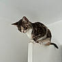 Little participe au concours pour gagner de l'argent avec cette photo : cat, tabby, pet, animal, feline, perched, white_background, indoor, curious, looking_down, paws, ears, tail, quiet, soft_light, closeup, domestic, fur, whiskers, alert