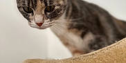 Little participe au concours pour gagner de l'argent avec cette photo : cat, tabby, pet, animal, feline, indoor, curious, perch, soft, beige, closeup, whiskers, ears, face, fur, looking_down, domestic_cat, cute, household, portrait