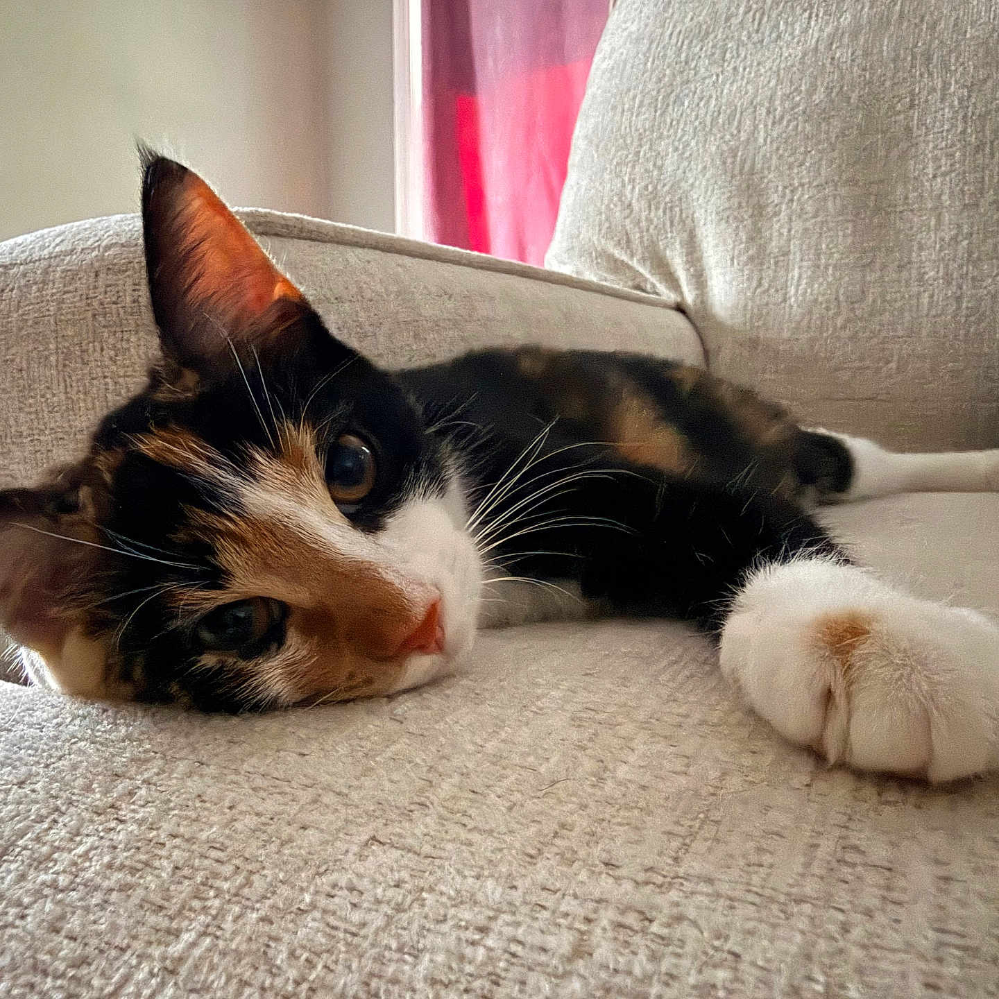 Nova is registered to the contest to win money with this photo: cat, calico_cat, pet, animal, feline, indoor, couch, furniture, paws, whiskers, relaxing, resting, closeup, fur, ears, eye, home, cozy, soft_light, texture