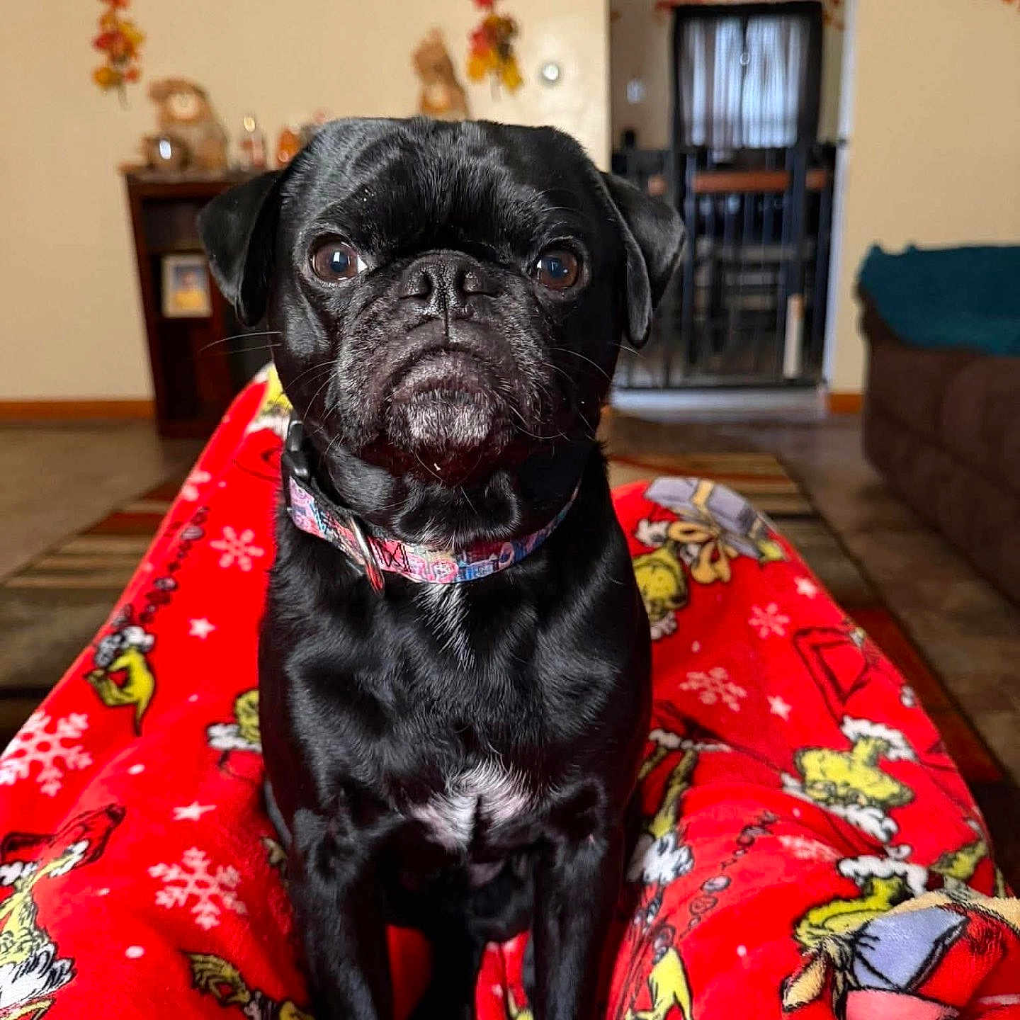 Et joined the competition — help win amazing prizes! dog, pug, black_dog, pet, blanket, red_blanket, cartoon_pattern, indoor, living_room, furniture, decorations, autumn, fall_decor, clock, doorway, curtains, floor, carpet, collar, animal