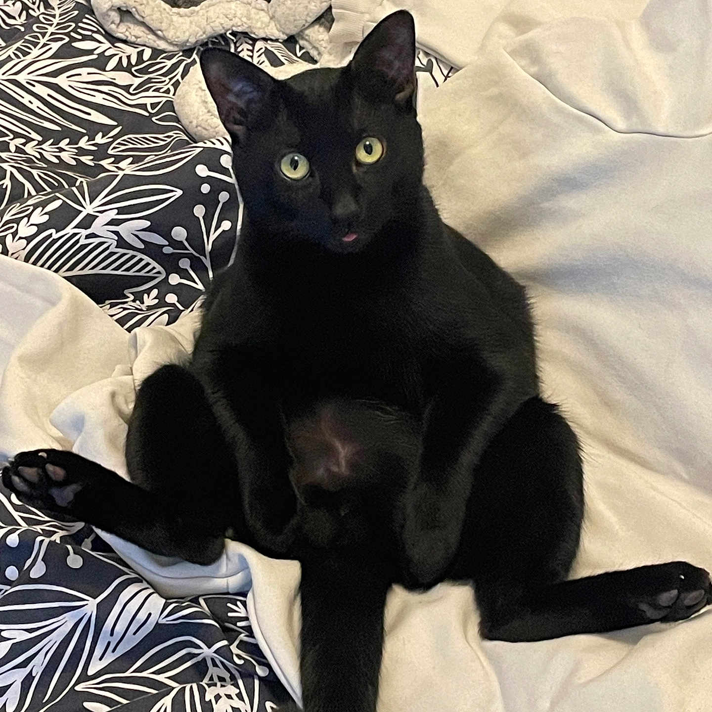 Simba a rejoint le concours — aidez-le/la à gagner de superbes lots ! animal, bed, bedspread, black_cat, blanket, cat, cute, domestic_animal, ears, feline, fur, indoor, pattern, paw, pet, relaxed, sitting, tail, tongue_out, whiskers