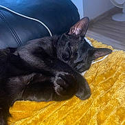 Simba a rejoint le concours — aidez-le/la à gagner de superbes lots ! cat, black_cat, sleeping, blanket, yellow_blanket, fur, pet, indoor, cozy, relaxation, paw, leather_chair, fan, floor, resting, animal, cute, domestic_animal, nap, soft_texture