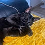 cat, black_cat, sleeping, blanket, yellow_blanket, fur, pet, indoor, cozy, relaxation, paw, leather_chair, fan, floor, resting, animal, cute, domestic_animal, nap, soft_texture
