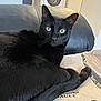 Simba participe au concours pour gagner de l'argent avec cette photo : black_cat, cat, pet, animal, green_eyes, fur, whiskers, tail, leather_chair, bag, text_on_bag, indoor, household, washing_machine, appliance, floor, relaxed, looking_at_camera, domestic, cozy