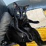 Simba a rejoint le concours — aidez-le/la à gagner de superbes lots ! black_cat, cat, green_eyes, pet, animal, feline, relaxed, lounging, couch, leather, yellow_blanket, pillow, indoor, close_up, whiskers, ears, paw, fur, domestic_cat, home