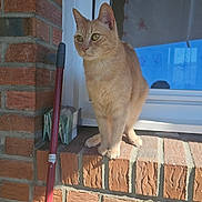 Blue a rejoint le concours — aidez-le/la à gagner de superbes lots ! cat, ginger_cat, brick_wall, window, broom, sunlight, outdoor, pets, animal, feline, perched, alert, ears, whiskers, yellow_eyes, shadow, house, curious, daylight, resting