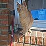 cat, ginger_cat, brick_wall, window, broom, sunlight, outdoor, pets, animal, feline, perched, alert, ears, whiskers, yellow_eyes, shadow, house, curious, daylight, resting