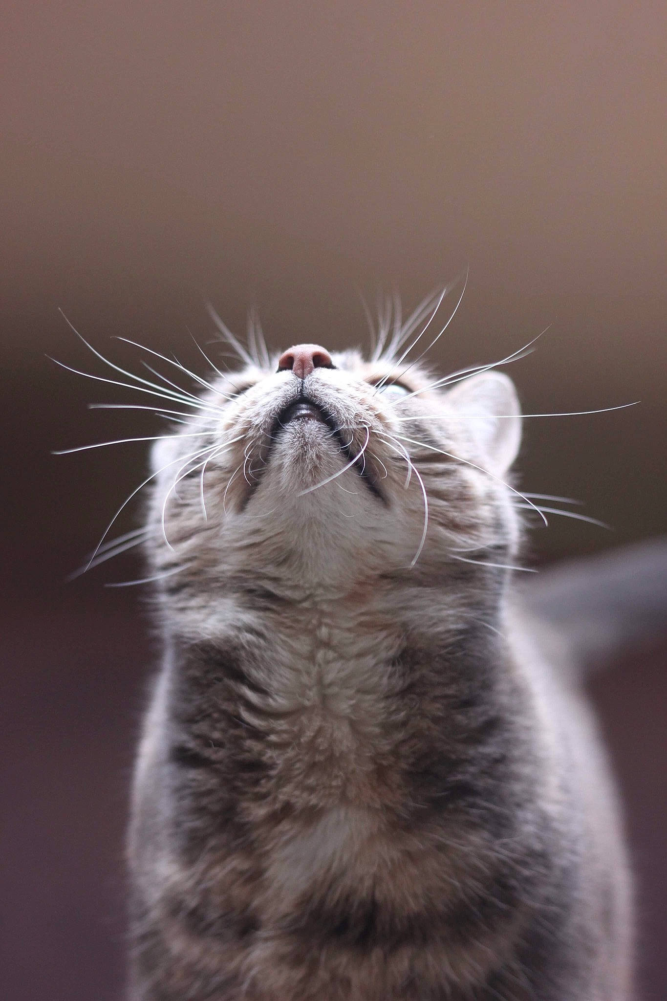 Chika a rejoint le concours — aidez-le/la à gagner de superbes lots ! carnivore, cat, close_up, ear, facial_expression, felidae, fur, kitten, mouth, nose, organism, paw, small_to_medium_sized_cats, snout, tabby_cat, whiskers