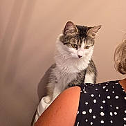 Zazou participe au concours pour gagner de l'argent avec cette photo : animal, arm, cat, closeup, clothing, curious, ears, feline, fur, gray, indoor, person, pet, polka_dot, shadow, shoulder, striped, wall, whiskers, white