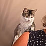 animal, arm, cat, closeup, clothing, curious, ears, feline, fur, gray, indoor, person, pet, polka_dot, shadow, shoulder, striped, wall, whiskers, white