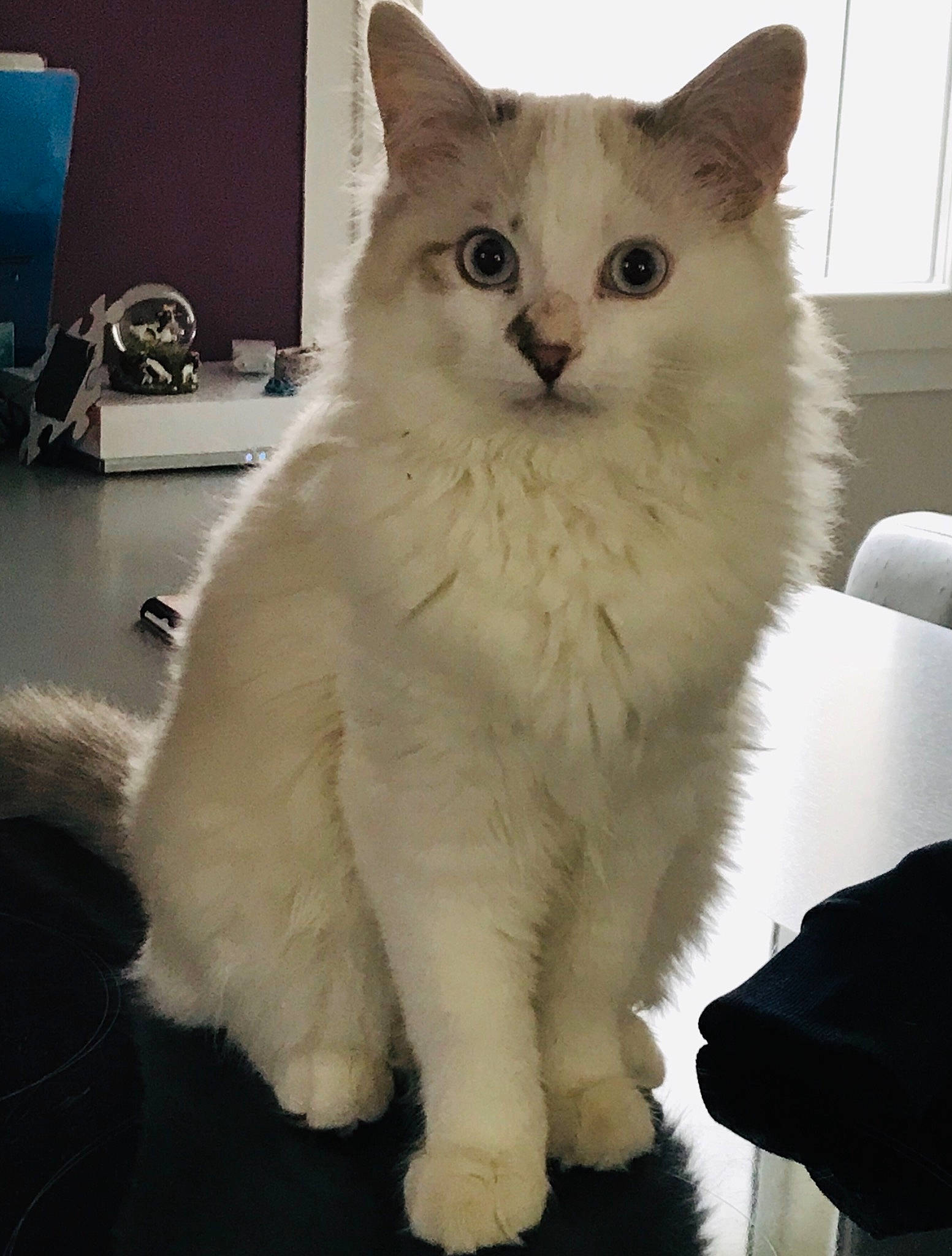 Mishka participe au concours pour gagner de l'argent avec cette photo : british_longhair, carnivore, cat, felidae, fur, iris, paw, small_to_medium_sized_cats, snout, tail, terrestrial_animal, whiskers, window