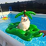 animal, blue, dog, fence, floating, green, hand, inflatable_float, leisure, outdoor, pet, pomeranian, pool, recreation, relaxation, small_dog, summer, sunlight, sunny, water
