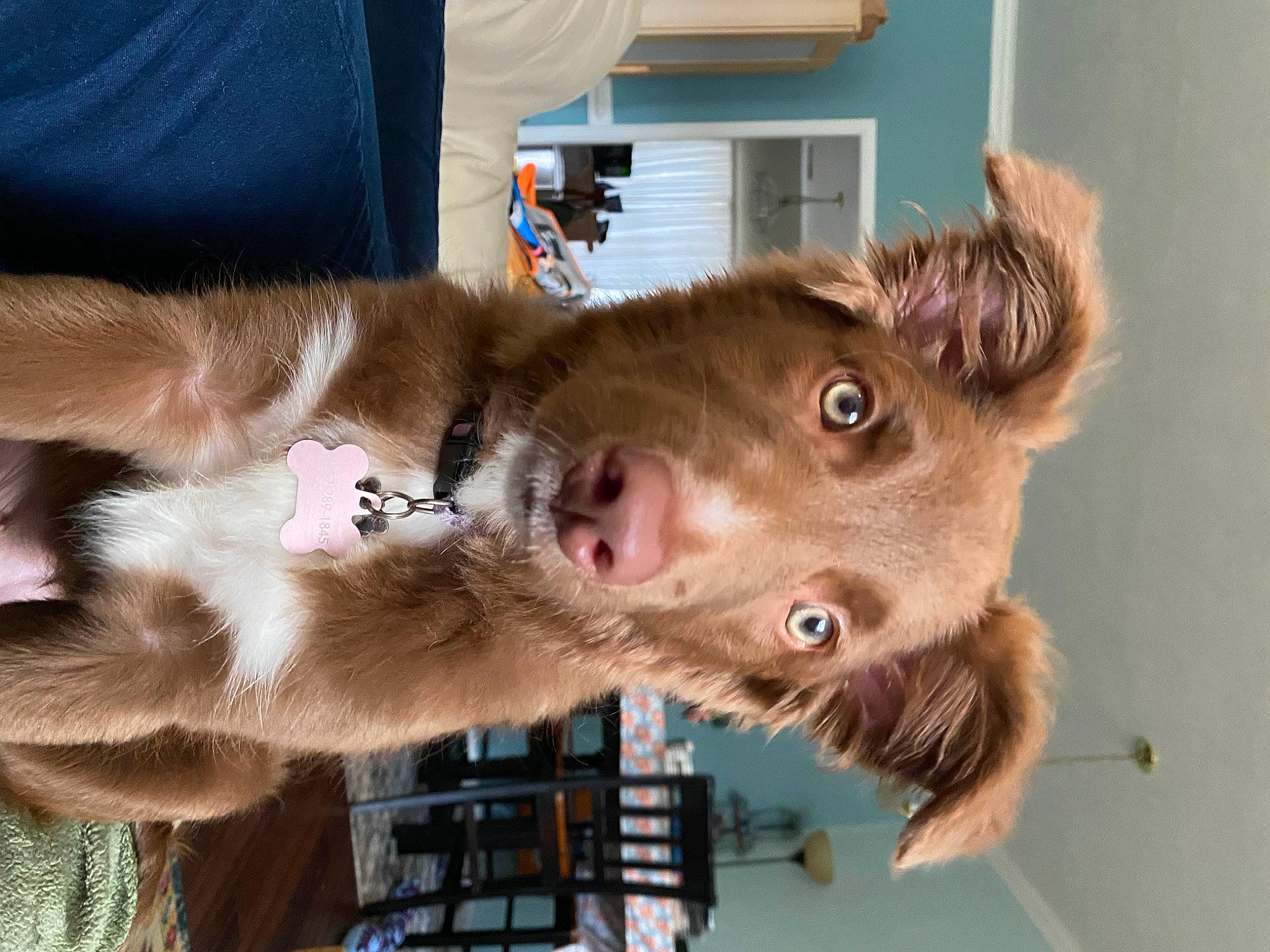 Luna is registered to the contest to win money with this photo: canidae, carnivore, collar, companion_dog, dog_breed, domestic_short_haired_cat, ear, fawn, felidae, fur, jaw, liver, natural_material, small_to_medium_sized_cats, snout, sporting_group, whiskers, window, working_animal