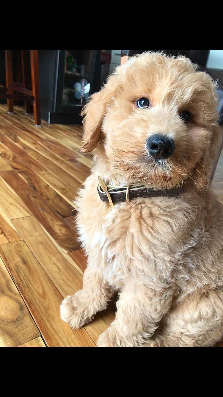 Shooter is registered to the contest to win money with this photo: adorable, animal, collar, companion, cute, dog, domestic_animal, fluffy, fur, furry, golden_doodle, indoors, looking_away, pet, portrait, puppy, sitting, whiskers, wooden_floor, young_dog