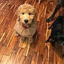 animal, black_dog, brown, canine, collar, curious, cute, dog, domestic_animal, flooring, fluffy, fur, house, indoor, looking_up, pet, puppy, sitting, three_dogs, wooden_floor