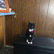 Phoebe is registered to the contest to win money with this photo: cat, tuxedo_cat, black_cat, white_paws, white_chest, pet, sitting, portrait, indoors, wood_paneling, ottoman, furniture, carpet, framed_photo, home, red_tag, collar, alert, animal, photography