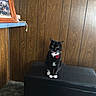 cat, tuxedo_cat, black_cat, white_paws, white_chest, pet, sitting, portrait, indoors, wood_paneling, ottoman, furniture, carpet, framed_photo, home, red_tag, collar, alert, animal, photography