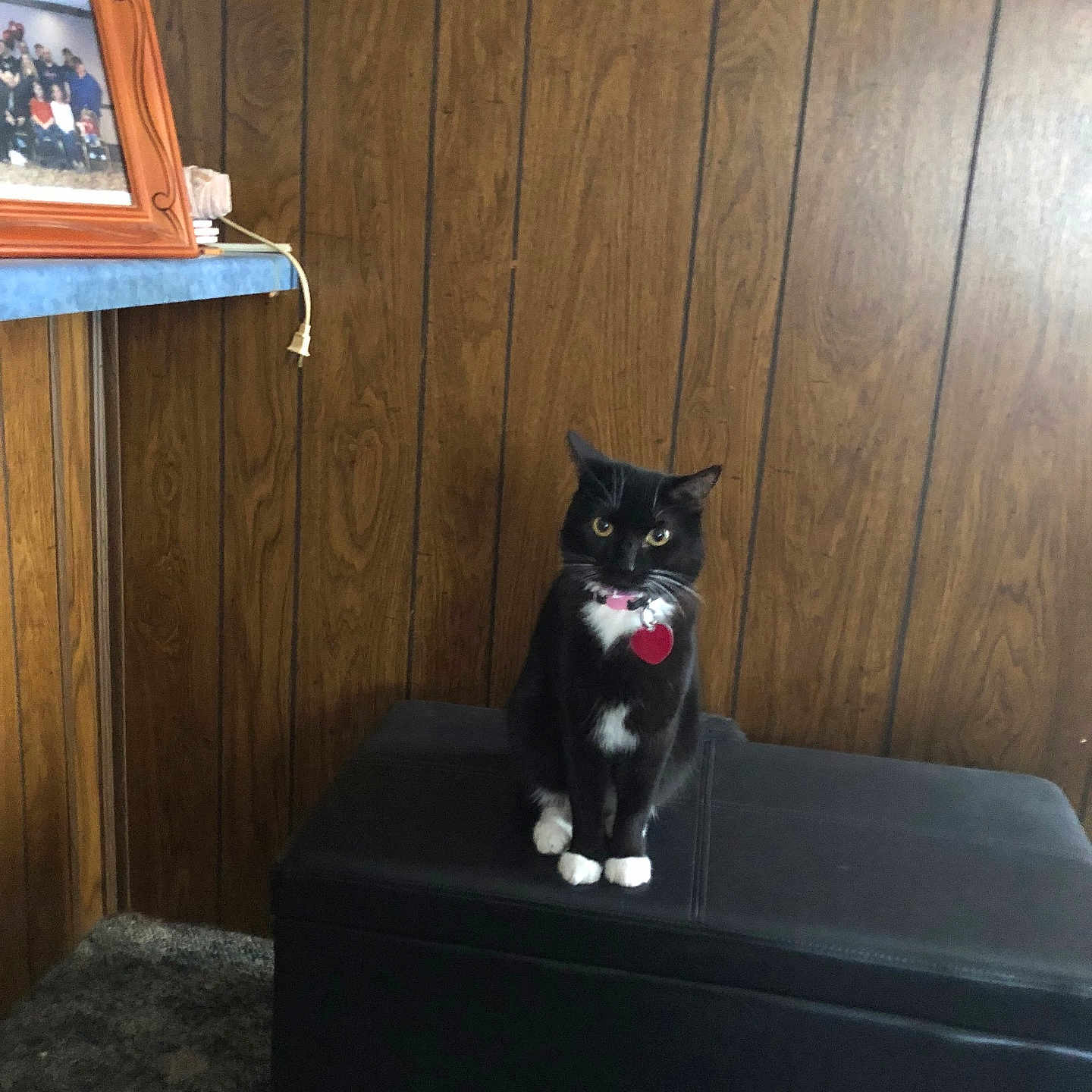 Phoebe