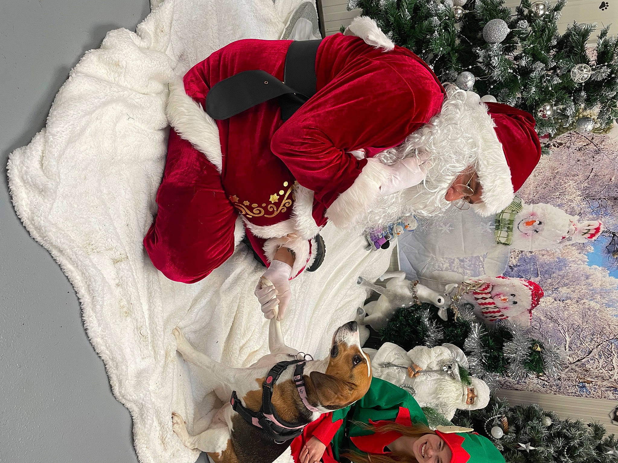 Piper is registered to the contest to win money with this photo: carmine, christmas, christmas_decoration, christmas_eve, christmas_ornament, event, fictional_character, freezing, fun, fur, happy, holiday, holiday_ornament, ornament, red, santa_claus, snow, tradition, tree, winter