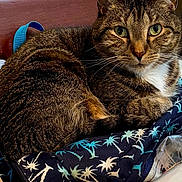 Middy joined the competition — help win amazing prizes! cat, tabby, animal, pet, fur, green_eyes, close_up, indoor, fabric, pattern, palm_trees, chair, wood, domestic, cute, resting, whiskers, tail, curled, cozy