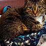 cat, tabby, animal, pet, fur, green_eyes, close_up, indoor, fabric, pattern, palm_trees, chair, wood, domestic, cute, resting, whiskers, tail, curled, cozy