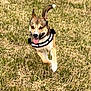 dog, canine, running, grass, field, outdoor, happy, tongue_out, harness, motion, ears_up, playful, pet, midsize_breed, tan_coat, white_markings, single_subject, daylight, action_shot, park