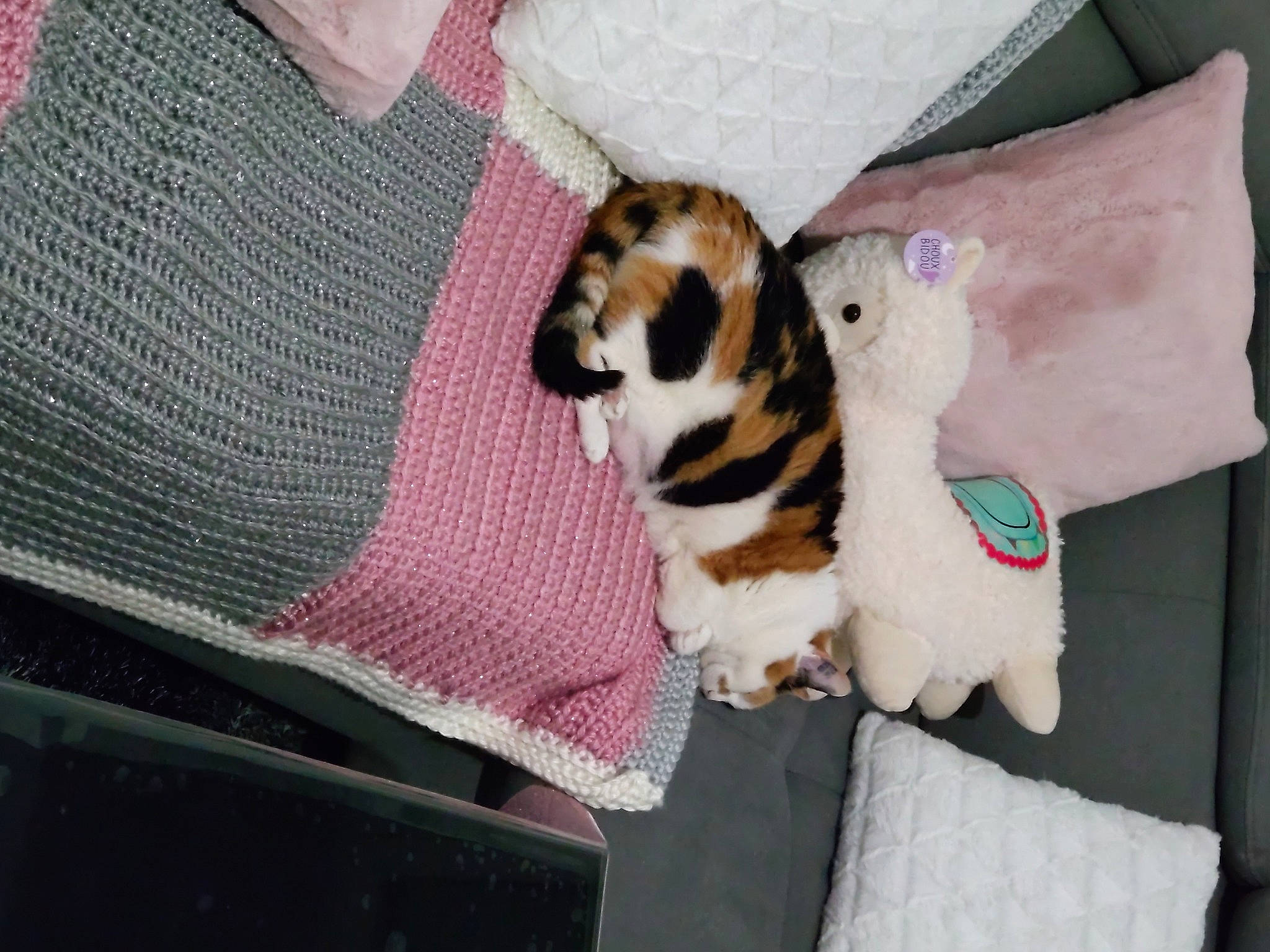 Chipie a rejoint le concours — aidez-le/la à gagner de superbes lots ! canidae, carnivore, comfort, companion_dog, couch, dog, dog_breed, dog_clothes, dog_supply, fawn, felidae, fur, linens, paw, pet_supply, plaid, sporting_group, tail, toy_dog, whiskers