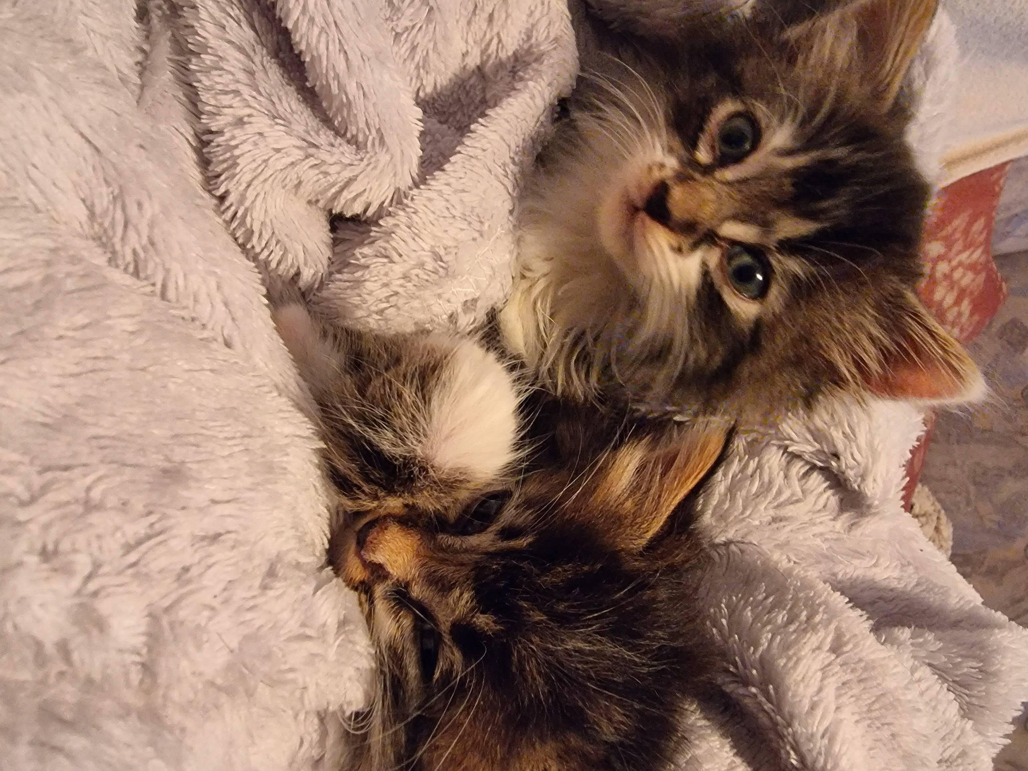 Simone a rejoint le concours — aidez-le/la à gagner de superbes lots ! british_longhair, carnivore, cat, claw, comfort, domestic_short_haired_cat, fawn, felidae, fur, gesture, maine_coon, paw, small_to_medium_sized_cats, snout, tail, terrestrial_animal, whiskers