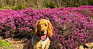 Athena a rejoint le concours — aidez-le/la à gagner de superbes lots ! blue_sky, cocker_spaniel, dog, floppy_ears, flower_bed, grass, harness, leash, leaves, outdoors, park, paws, pink_flowers, portrait, puppy, sitting, soil, sunlight, tongue_out, trees