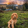Athena participe au concours pour gagner de l'argent avec cette photo : dog, puppy, cocker_spaniel, grass, sunset, sky, clouds, fence, house, car, trees, field, cute, portrait, outdoor, pet, brown_fur, floppy_ears, sitting, nature