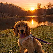 Athena a rejoint le concours — aidez-le/la à gagner de superbes lots ! cute, dog, golden_hour, golden_retriever, grass, harness, lake, leash, nature, outdoors, pet, portrait, puppy, reflection, sitting, sky, sunset, tongue_out, trees, water