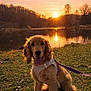 dog, puppy, golden_retriever, sunset, lake, reflection, grass, leash, harness, tongue_out, portrait, outdoors, nature, trees, water, sky, golden_hour, cute, sitting, pet