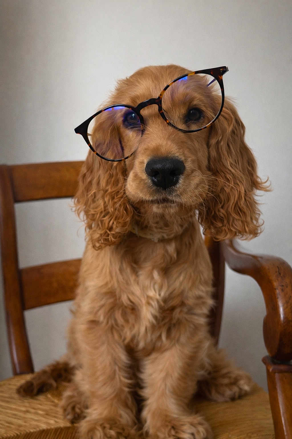 Athena a rejoint le concours — aidez-le/la à gagner de superbes lots ! dog, cocker_spaniel, glasses, eyewear, wooden_chair, sitting, portrait, close_up, fur, curly_fur, brown_fur, floppy_ears, nose, whiskers, cute, pet, indoor, chair, curious, photography