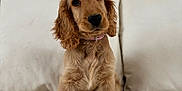 Athena a rejoint le concours — aidez-le/la à gagner de superbes lots ! dog, puppy, cocker_spaniel, sitting, sofa, couch, indoor, portrait, cute, fluffy, brown_fur, collar, pet, eyes, nose, paw, whiskers, home, soft_lighting, relaxed