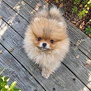 Bao a rejoint le concours — aidez-le/la à gagner de superbes lots ! dog, pomeranian, puppy, fluffy, small_dog, tan_fur, black_nose, brown_eyes, outdoor, wooden_deck, garden, greenery, sunlight, portrait, looking_up, cute, adorable, pet, companion_animal, natural_background