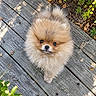 dog, pomeranian, puppy, fluffy, small_dog, tan_fur, black_nose, brown_eyes, outdoor, wooden_deck, garden, greenery, sunlight, portrait, looking_up, cute, adorable, pet, companion_animal, natural_background