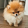 Bao a rejoint le concours — aidez-le/la à gagner de superbes lots ! puppy, dog, fluffy, small_dog, orange_and_white, fur, standing, indoor, hallway, wooden_floor, adorable, cute, portrait, front_view, dark_eyes, black_nose, pet, domestic_animal, long_hair, home