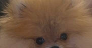 Bao participe au concours pour gagner de l'argent avec cette photo : dog, pomeranian, fluffy, small_dog, puppy, tan_fur, pet, portrait, close_up, face, eyes, nose, indoors, home, room, furniture, cute, adorable, sitting, photography