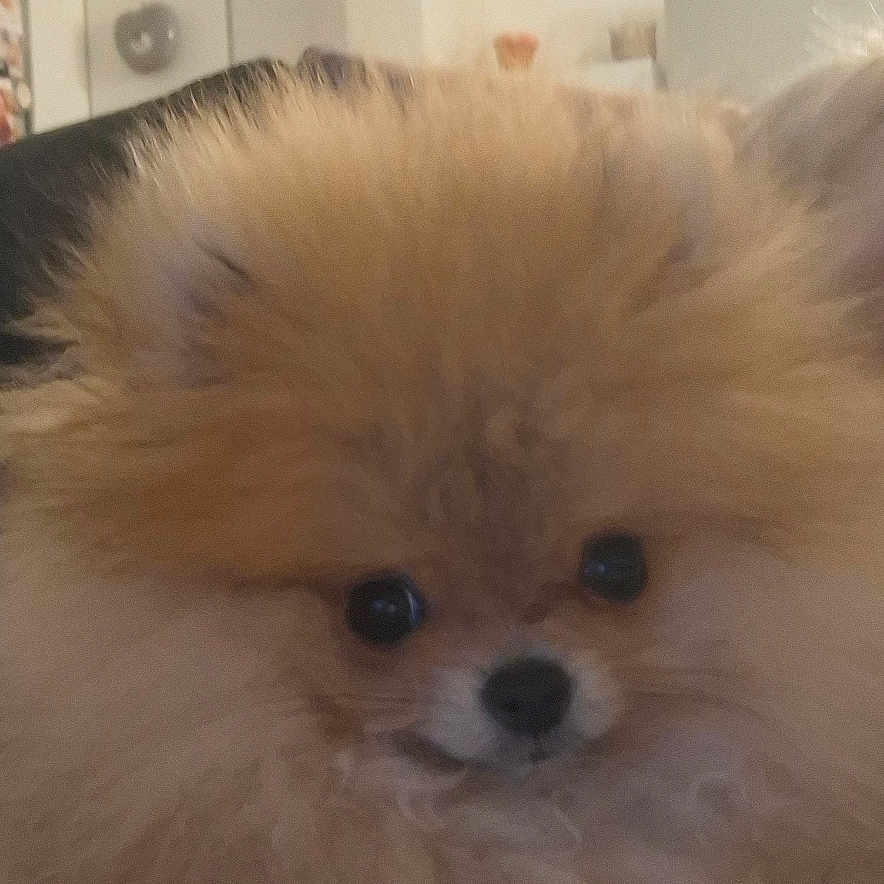Bao participe au concours pour gagner de l'argent avec cette photo : dog, pomeranian, fluffy, small_dog, puppy, tan_fur, pet, portrait, close_up, face, eyes, nose, indoors, home, room, furniture, cute, adorable, sitting, photography