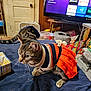 bed, blanket, box, cat, clothing, curious, door, fan, furniture, indoor, kitten, navy, orange, pet, remote_control, room, striped, sweater, tabby, television