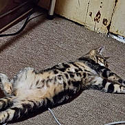 Tiny Girl is registered to the contest to win money with this photo: animal, cable, carpet, cat, cord, domestic, door, feline, floor, indoor, laying_down, old, paint, pet, quiet, relaxed, resting, striped, tabby, worn