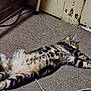 animal, cable, carpet, cat, cord, domestic, door, feline, floor, indoor, laying_down, old, paint, pet, quiet, relaxed, resting, striped, tabby, worn
