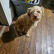 Goldie is registered to the contest to win money with this photo: animal, bin, blurred, books, brown_dog, clutter, companion, container, cute, dog, floor, furniture, household, indoor, medium_light, pet, scruffy_dog, sitting, small_dog, wooden_floor