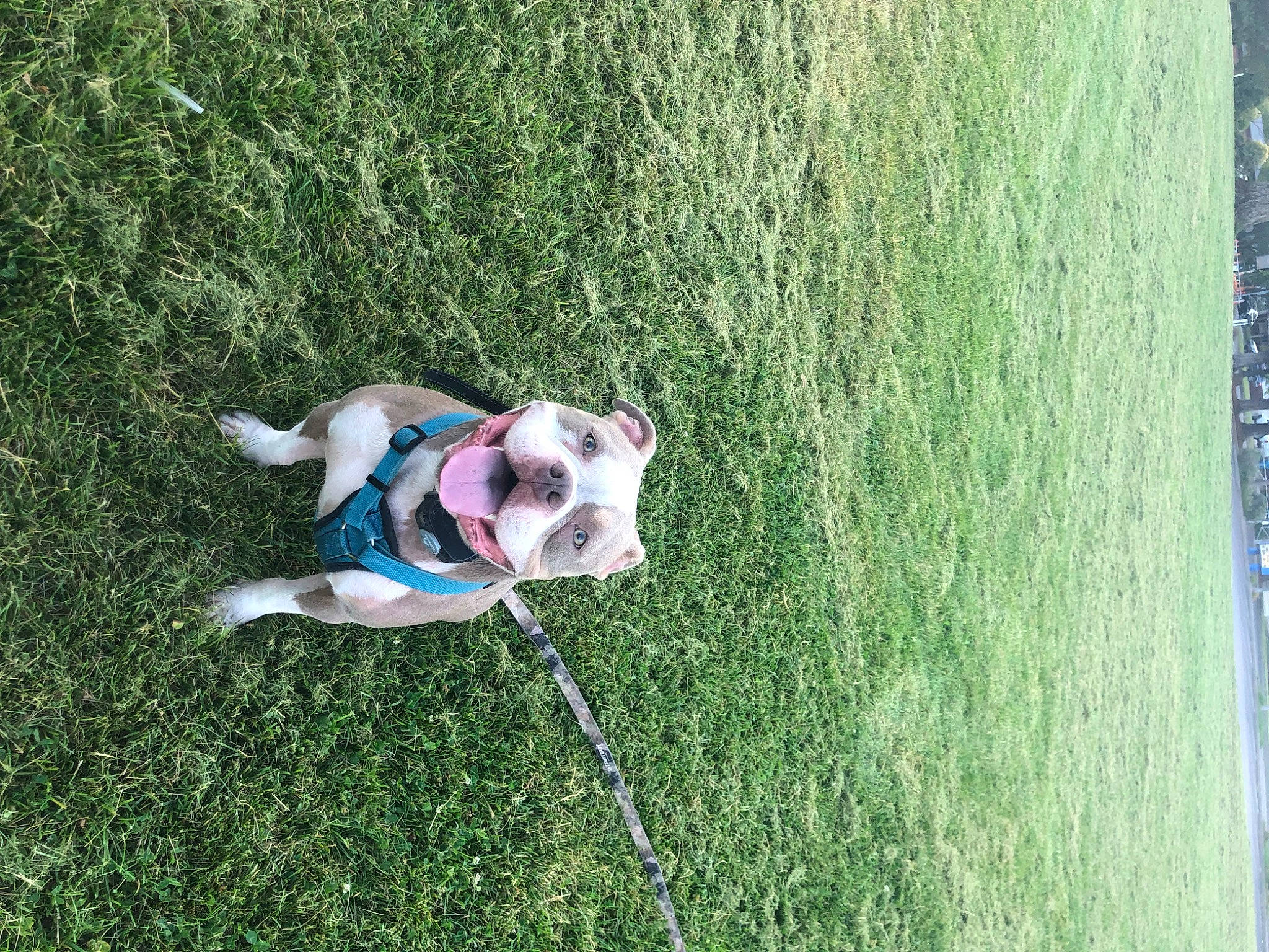 Jax joined the competition — help win amazing prizes! canidae, carnivore, collar, companion_dog, dog, dog_breed, dog_collar, dog_supply, fawn, grass, leash, leisure, pet_supply, plant, recreation, snout, tail, toy, vehicle_door, working_animal