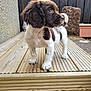 Columbo joined the competition — help win amazing prizes! alert, animal, brown, curious, dog, ears, fence, fur, nature, outdoor, pet, planter, puppy, side_view, small_dog, tail, white, wood, wooden_deck, young_dog